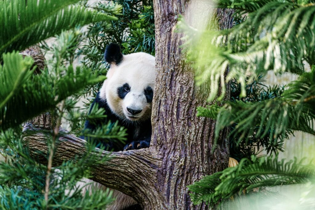 Giant panda resting peacefully on a tree branch amidst lush green leaves.